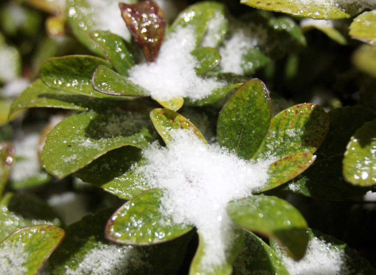 Snow
